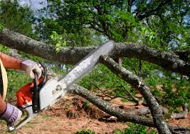 Best Tree Mulching  in Clayton, CA